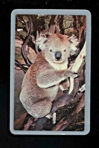 One Listed Swap Playing Cards Newsagent Blank Back Cute Koala In Tree