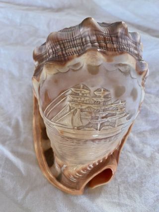 Vintage Carved Conch Shell Carved Cameo Sea Shell With Sailing Ship