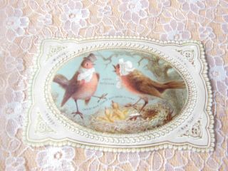Victorian Year Card/anthropomorphic Robin Family With Chicks/goodall