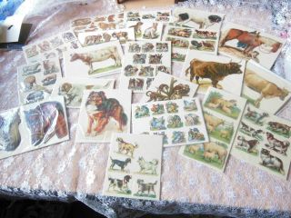 85 Victorian Scraps/animals/cats/horses/dogs/monkeys/sheep/cows