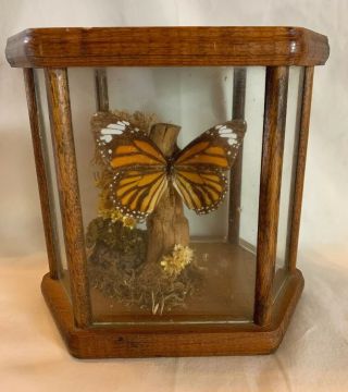 Vintage Butterfly And Flowers Taxidermy In 3 - D Table Top Case