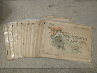 11 Booklets 1894 Botanical Fine Art Weekly: Antique Wild Flowers Of America