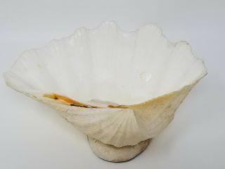 Vintage Large Tan Banded White Beach Ocean Sea Shell Bowl On Pedestal