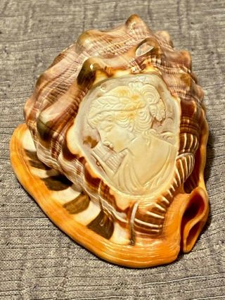 Vintage Conch Shell With Hand Carved Victorian Woman Cameo - Made In Italy