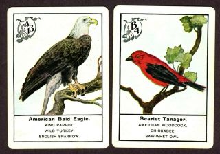 Antique Birds 1127,  Game Playing Cards,  Uspc,  Usa,  Copyright1899
