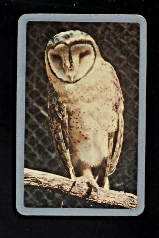 Listed Swap Playing Card Newsagent Blank Back Large Barn Owl Perched On Branch