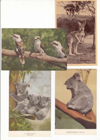 4 Australian Native Animals Vintage Postcards Kangaroo Kookaburras Koalas
