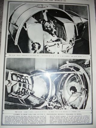 Photo Article Laika The Dog On Sputnik Ii Ussr 1957 Ref Aj