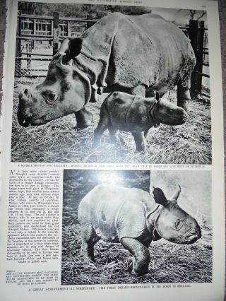 Photo Article Whipsnade Zoo First Indian Rhino Born In Uk 1957 Ref Aj
