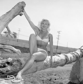 1950s Negative - Sexy Pinup Girl Janice Lee In Bikini - Cheesecake T280585