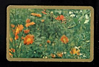 Listed Swap Playing Cards Newsagent Blank Back Orange Flowers Large Spider Web