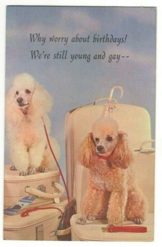 Vintage Birthday Greeting Card 2 Poodle Dogs Posing On Luggage 1960 