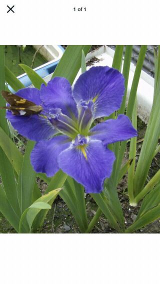 2 Water Irises Rare Stunning Blue Sinfonetta /water Garden/bog Plants