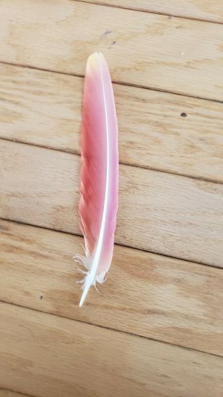 1 Rare Mutation Macaw Wing Feather