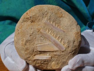 Rare Fossilized Endochrus Fossil Predator Jaw Section With Other Fossils