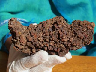 Coprolite Dinosaur Poop Rare Crystallized Fossil