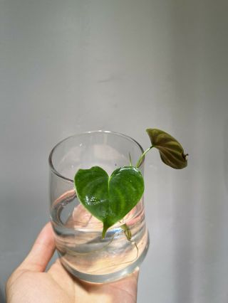Philodendron Lupinum Top Cutting - Rare Aroid