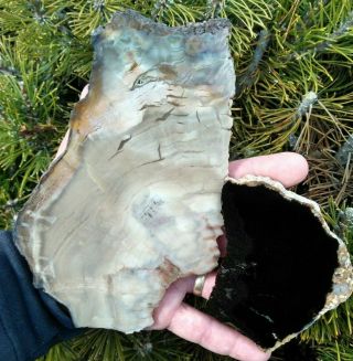 Two (2) Rare Petrified Wood Slabs Blue Forest Palm Wyoming Chatoyant Az 11.  3oz