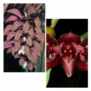 Bulbophyllum Cruentum X Phalaenopsis Rare Orchid Hybrid Plant