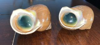 Green/blue Cat Eye With Seashells Operculum Vtg Rare South Pacific Cateyes Shell