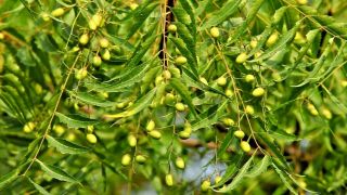 Rare Neem Tree Plant & Seeds Azadirachta Indica Non Gma In Pot Grown Seed Bulk