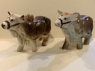 Rare Vintage Brahma Bull Salt And Pepper Shakers Cattle Brahman Bulls Figurine