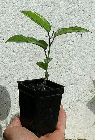 Banana Passion Fruit (passiflora Mollissim) Seedling Live Plant Vine Edible Rare