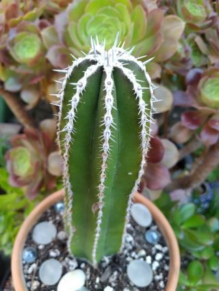 Cute Pachycereus Marginatus Mexican Fence Post 7 " Rooted Cactus