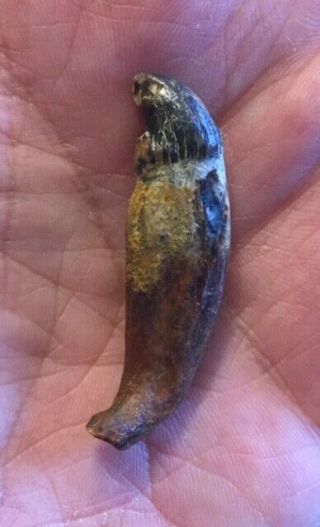 Rare undescribed fossil mammal tooth MIOCENE Shark Tooth Hill Bakersfield 2