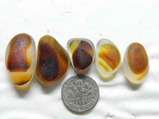 5 Multi M - L Crisp Orange Amber Gold Nut Jq Rare Seaham English Sea Glass