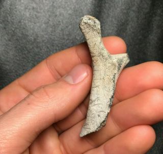 Rare 2.  42 " Shark Bitten Fossilized Whale / Dolphin Bone Vertebrae Shark Tooth