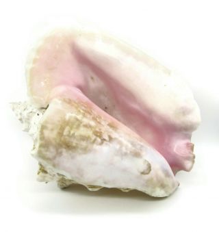 Vtg Rare Large Queen Conch Shell Strombus Lobatus Gigas Seashell 10 X 8 Natural