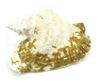 VTG Rare Large Queen Conch Shell Strombus Lobatus Gigas Seashell 10 X 8 Natural 3