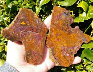 Two (2) Very Rare Ostrich Agate Slabs Argentina Moss Red Purple Filaments 8.  3oz
