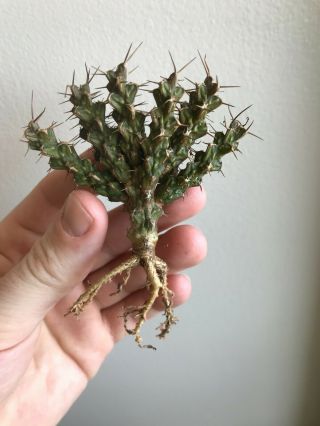 Euphorbia Lenewtonii Rare Succulent Plant Spurge Not Cactus (2)