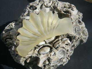 Sea Glass,  Rare Vintage Yellow Fan Shape