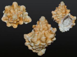 Seashell Bursa Davidboschii Ultra Rare Don 