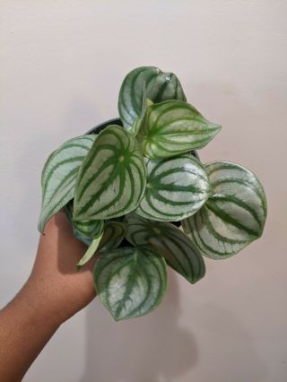 Rare Highly Variegated Watermelon Peperomia Plant Rooted Plant 4 " Pot