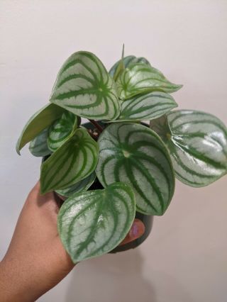 RARE HIGHLY Variegated Watermelon Peperomia Plant rooted plant 4 