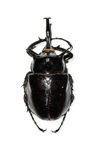 Epic Megasoma Mars Large 10.  4 Cm Beetle Insect Peru Coleoptera Rare