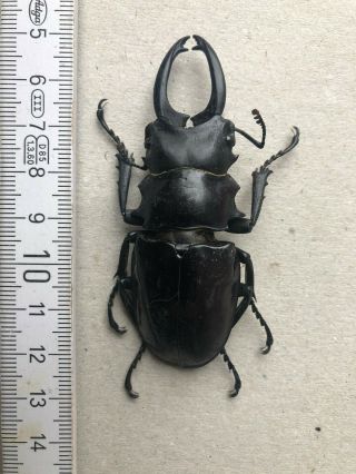 Lucanidae,  Odontolabis Dalmani Gracilis,  Nias,  Giant,  Very Rare,  76,  Mm,  A1