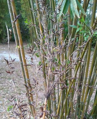 Bambusa Textilis " Kanapaha " Bamboo Seeds / Envelope Of 100 / Rare