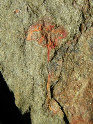 Ultra Rare Fossil.  Xiphosurid Horseshoe Crab Ancestor.  Ordovician.  Morocco.  Nº60