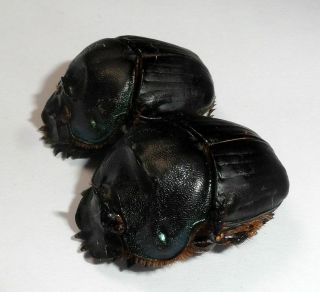 Scarabaeidae,  Coprophanaeus Gamezi Pair (very Rare)