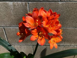 Rare Clivia - (jilly X Gail Peach) X Mp Peach Mature Blooming Plant