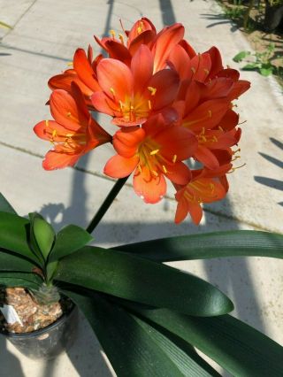 Rare Clivia - (Jilly x Gail Peach) x MP Peach mature blooming plant 2