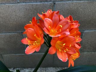 Rare Clivia - (Jilly x Gail Peach) x MP Peach mature blooming plant 3