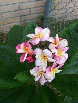 Hawaiian White And Pink (rare) Plumeria 8 To 12 " - Rooted Plant