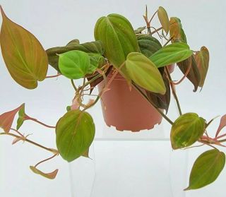 Philodendron Hederaceum Micans Velvet Heart Leaf Vine Rare Houseplant Aroid Us