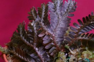 Selaginella Species Bronze Rare Fern Staghorn Epiphyte Elaphoglossum Moss